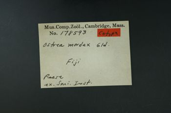 Media type: image;   Malacology 178593 Description: Digital documentation photo of dry specimen.;